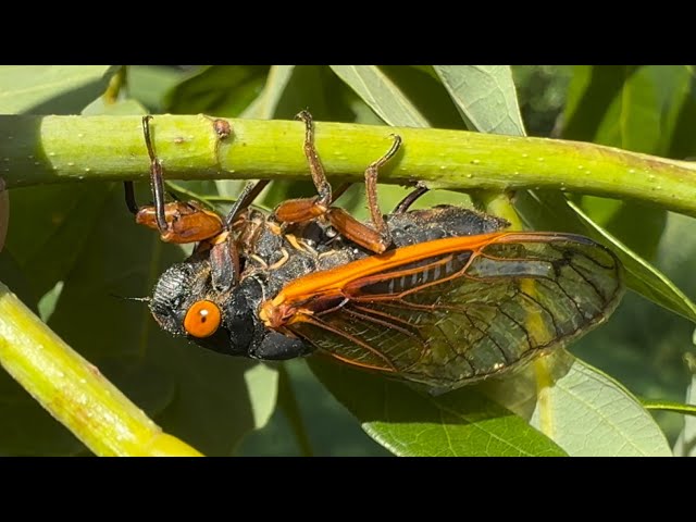 Brood XIII Cassin's 17-Year Cicada ovipositing (White Oak) [HD]