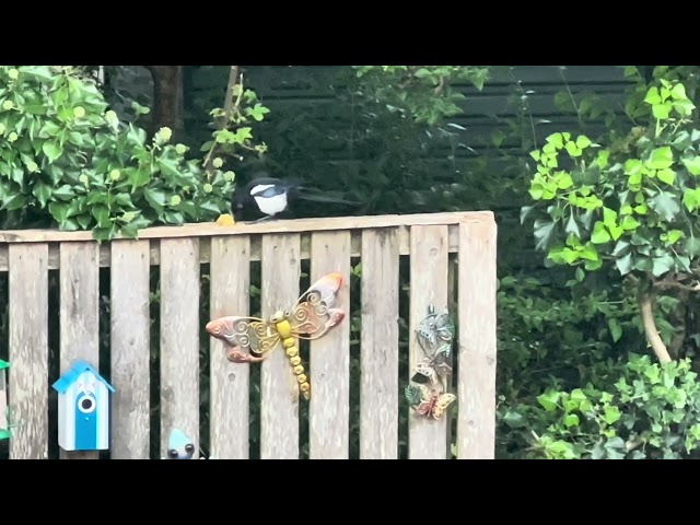 "Garden Wildlife: Blue Tit, Pigeons, Magpies & Blackbirds in Action!"