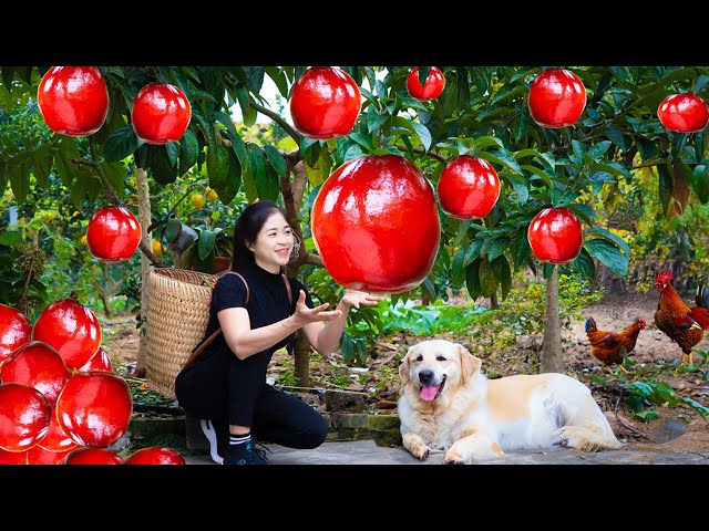 Harvesting Red Pear & Goes To Market Sell | Gardening And Cooking | Lý Tiểu Vân