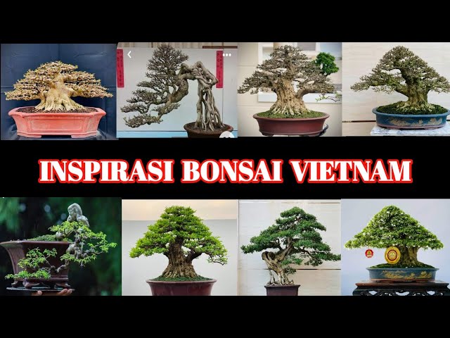 INSPIRASI BONSAI VIETNAM TERBARU