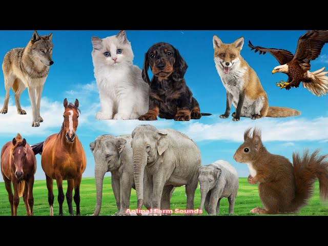 Adorable Animal Sounds: Cat, Dog, Fox, Horse, Elephant, Squirrel, Eagle, Wolf - Animal Videos