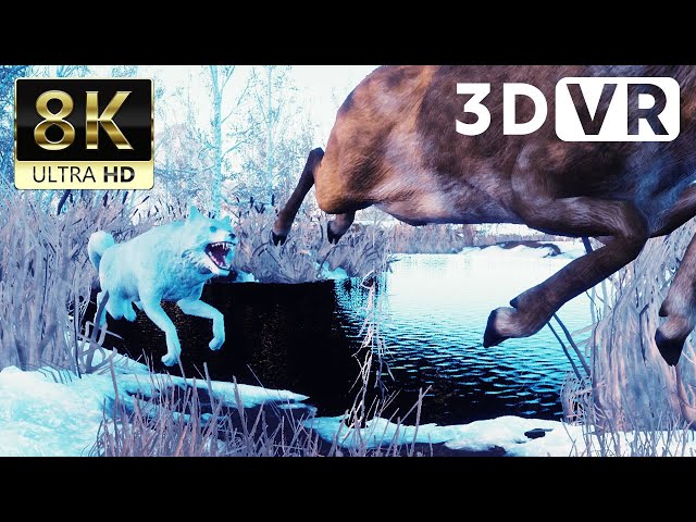 VR180 3D VIDEO | Wolf Hunting - 8K ULTRA HD 60FPS