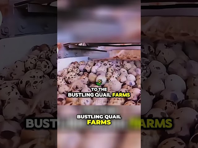 Quail Farming_ Creativity & Hard Work