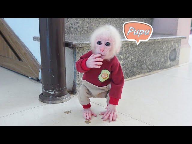 Baby monkey Poki looks for Pupu and he's in luck