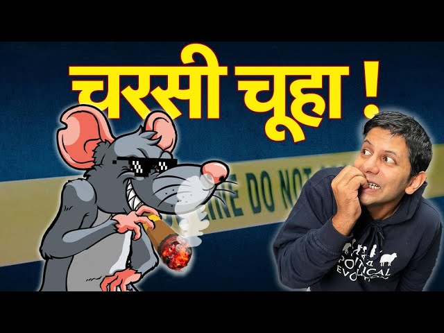 Can RATS Consume Half-a-TON of Marijuana?? | Akash Banerjee