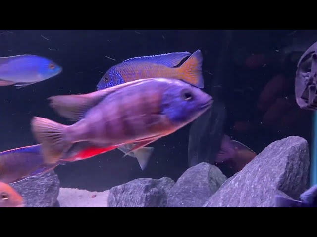 $2000 fish !!! African cichlid tank