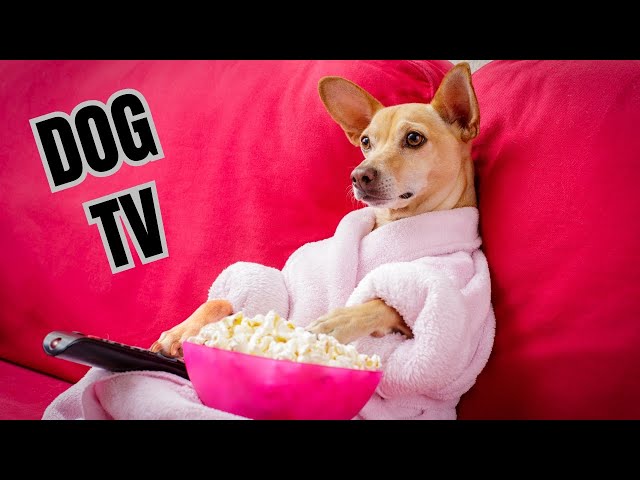 DOG TV / Relax My Dog / Separation Anxiety / Stressed Dog