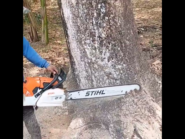 Stihl ms 881 vs Huge tree