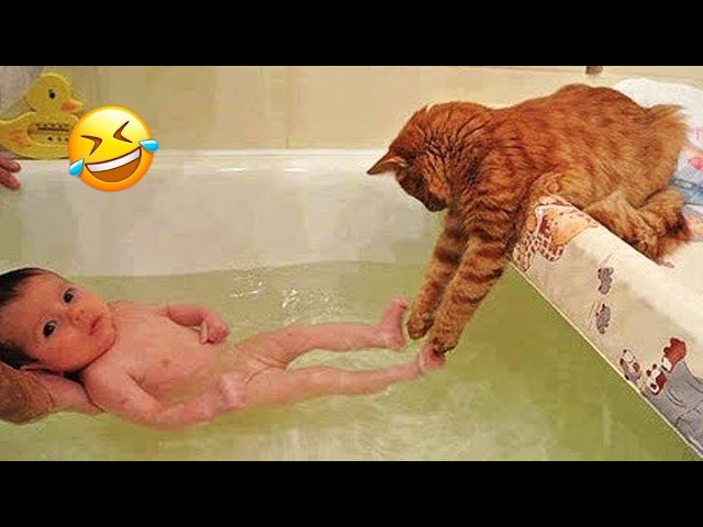 New Funny Animals 😂😁 Funniest Cats and Dogs Videos 😺🐶#cutecatdog