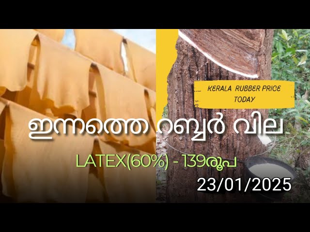 റബ്ബർ വിപണി വില | Rubber market price Today | Kerala | Malayalam