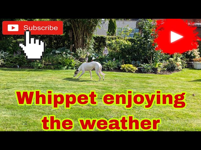 Whippet enjoying the weather