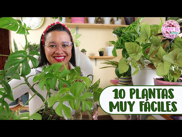 10 PLANTAS DE INTERIOR MÁS FÁCILES DE CUIDAR│Candy Bu