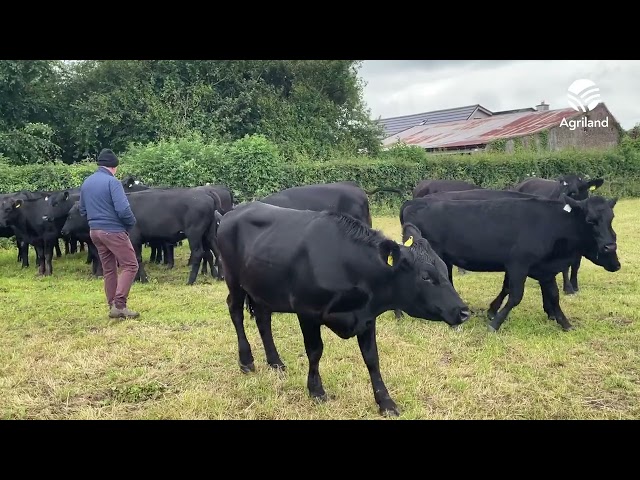 ABP farm walk sees insight into dairy calf to beef system