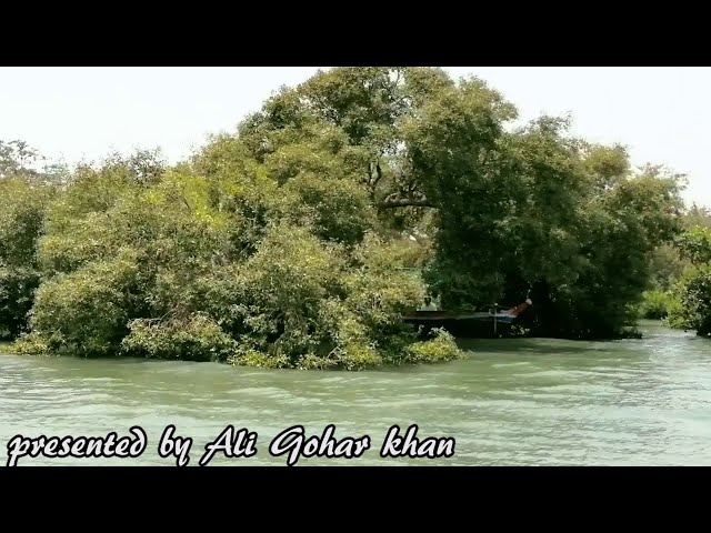 Mangroves Forest Sindh Karachi like african jungle | Largest forest in Pakistan | Ali Gohar Khan.