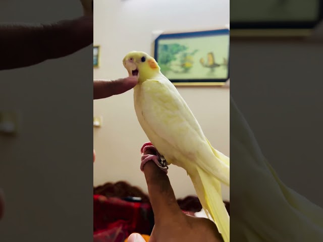 Mofo#cockateil#birds #pets #cute #cockatielsoftheworld #shortsfeed #shorts #shortsvideo #shortsviral