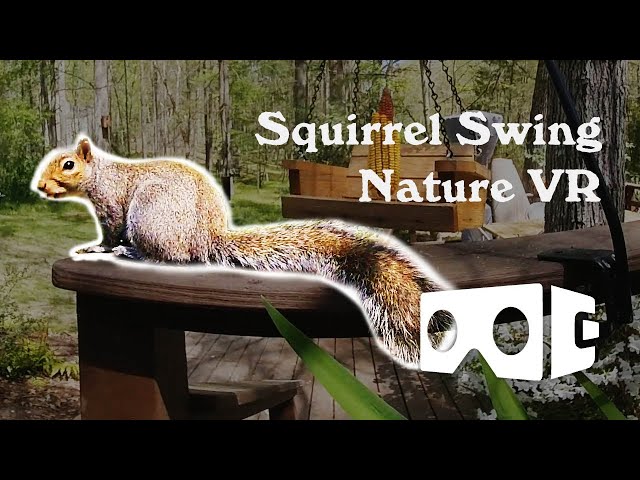 Squirrel on a Swing - Backyard Nature Slow VR