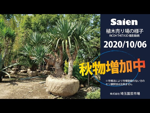 【Saien】植木売り場の様子（2020/10/06 11:00頃）