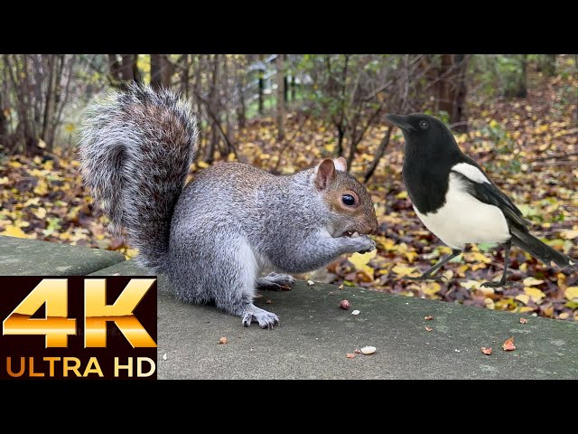 Squirrels get robed by magpies and pigeons