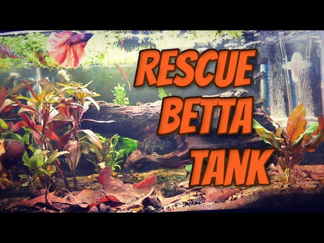 Betta Rescue Tank