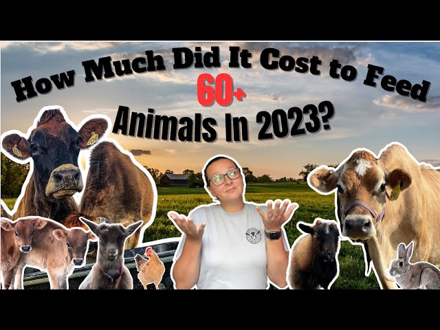 How Much Did We Spend On Feed For Our 60+ Animals? | Three Little Goats Homestead Vlog