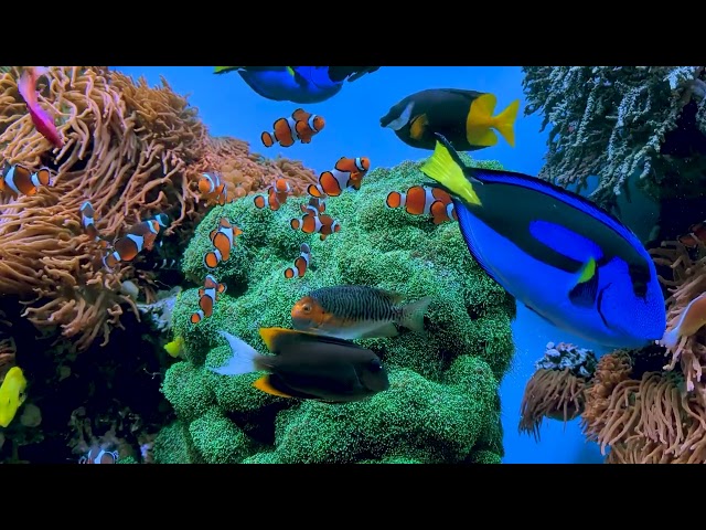 🔇 No Sound - Clown Fish #Aquarium #Anemone #Underwater #Sea #Ocean Fish Tank HD Video