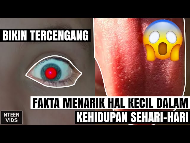 BIKIN TERCENGANG 😱 FAKTA MENARIK HAL - HAL KECIL DALAM KEHIDUPAN SEHARI - HARI