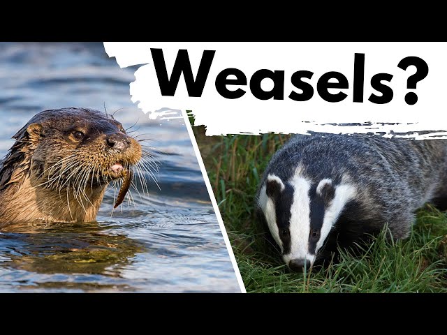 The Mysterious MUSTELIDS of the UK!