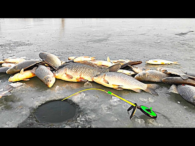 Fierce ZHOR OF the CRUCIAN CARP!!! HE BREAKS FISHING RODS! Winter fishing for crucian carp