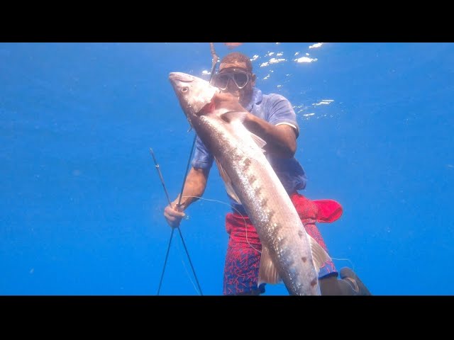 Facing Fears at Sea, Spearfishing The Great Barracuda