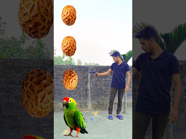 Rounding tigernut to Duck, Peacock, Pigeon & Parrot - Birds names magic video