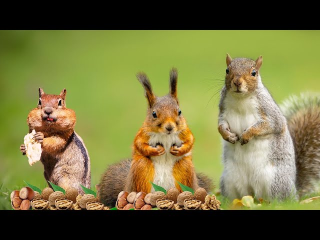 TV FOR PETS 📺 Autumn Fun with Playful Squirrels & Birds🐿️ Woodland Birds Sounds🦜