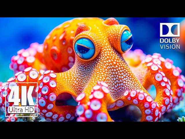 Ocean 4K ULTRA HD - Relaxing Underwater Views, Soothing Music, and Peaceful Marine Life