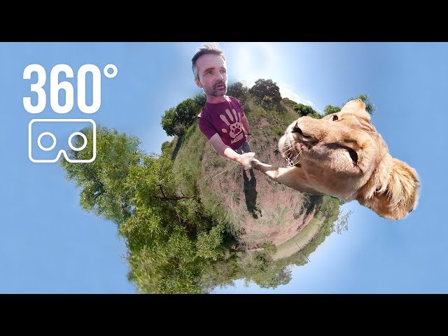 Hanging with Meg in 360° | The Lion Whisperer