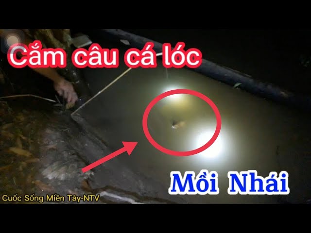 Cắm Câu Cá Lóc Mồi Nhái|Cuộc Sống Miền Tây NTV#cuocsongmientay#sanbatdongque#muanuocnoi