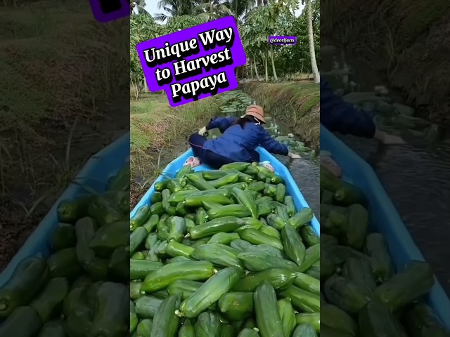 unique Way of Harvesting Papaya in Thailand #shorts