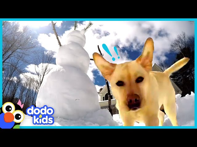 Stella The Dog Smashes Every Single Snowman | Animal Videos | Dodo Kids