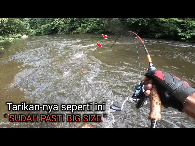 Ganas bukan main!! mancing umpan kepiting saat sungai mulai pasang Full strike