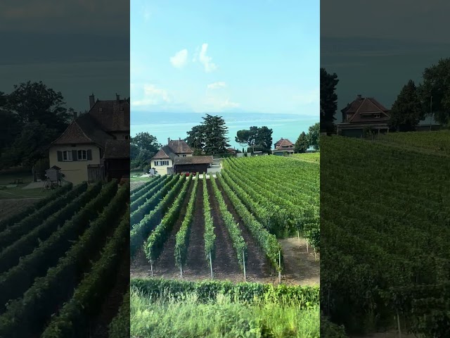 Lake Leman vineyard view from the train 🍇🚞