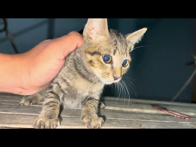 Cute and funny cat video ,new funny cat videos 2025