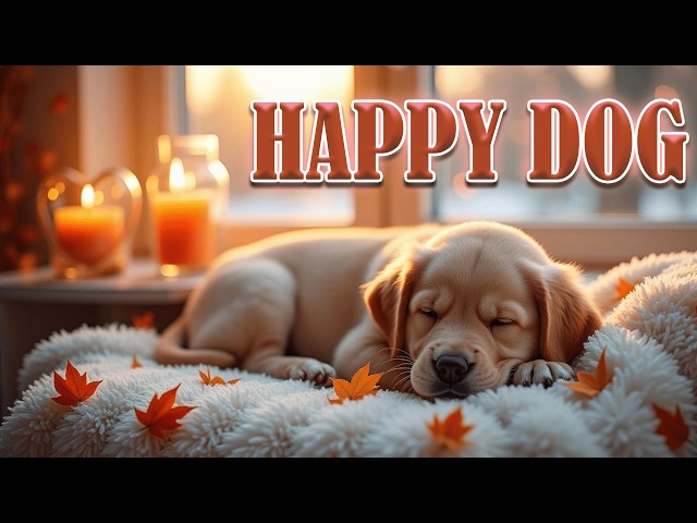 🐶 Great sounds for dogs to relax for 8 hours 🍄 HAAPY DOG relaxing