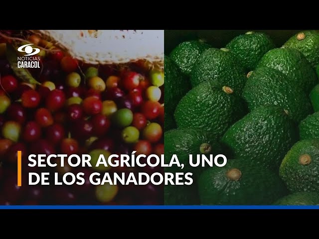 El café y aguacate jalonaron la economía del 2024 en Colombia