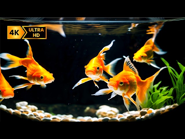 Stunning 4K Tropical Aquarium with Relaxing Music and Fish Sounds for Calm Nights