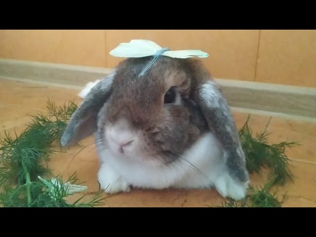 Waking a sleeping rabbit with butterfly and dill