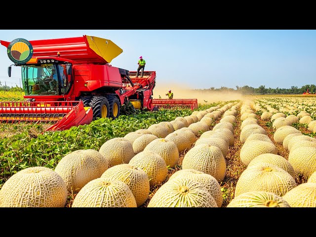 How American Farmers Harvest 40 Billion Pounds Of Cantaloupes This Way | Farming Documentary