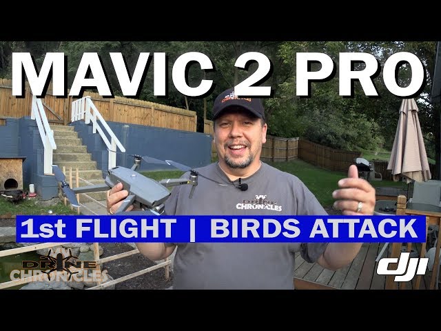 Mavic 2 pro first flight | Birds Attack!