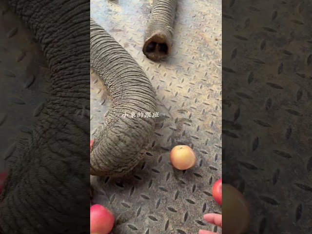 The African elephant's trunk is really powerful. It can hold two apples. How strong is the sucti