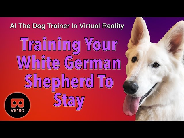 Training your White German Shepherd to Stay! In VR180!