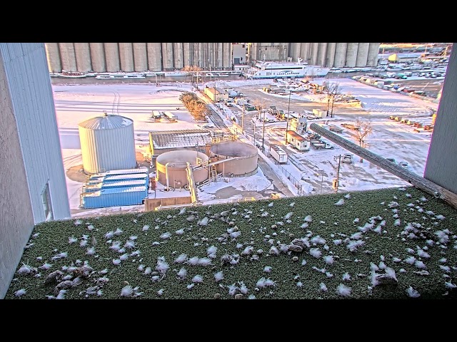 Valley Power Plant peregrine falcon camera- Milwaukee, WI