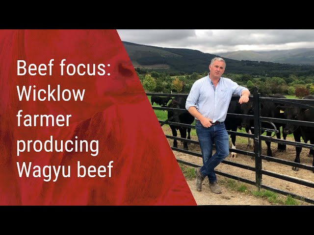 Wicklow farmer producing Wagyu beef from suckler and dairy dams