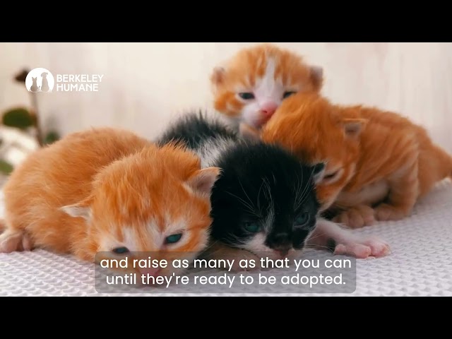 KITTENS IN CRISIS